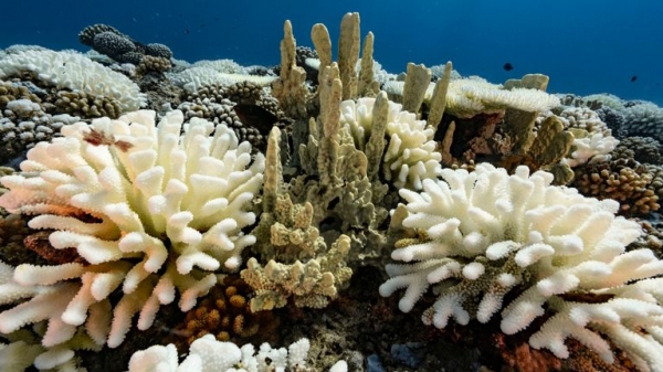 Next 10 years crucial as oceans lose oxygen with potentially dire effects, says new study
Next 10 years crucial as oceans lose oxygen with potentially dire effects, says new study
