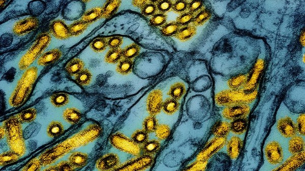 Bird flu tops list of viruses likely to cause another pandemic - so authorities are on high alert Bird flu tops list of viruses likely to cause another pandemic - so authorities are on high alert