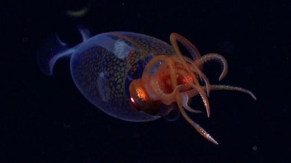 Colossal squid captured on film in its natural environment for first time ever Colossal squid captured on film in its natural environment for first time ever