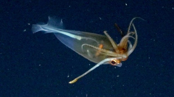 Colossal squid captured on film in its natural environment for first time ever Colossal squid captured on film in its natural environment for first time ever