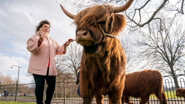 Elaine C Smith grazes cows on Glasgow Green to mark receiving city's highest honour Elaine C Smith grazes cows on Glasgow Green to mark receiving city's highest honour