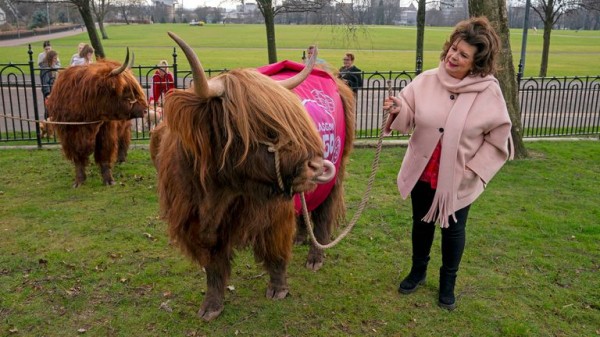 Elaine C Smith grazes cows on Glasgow Green to mark receiving city's highest honour Elaine C Smith grazes cows on Glasgow Green to mark receiving city's highest honour