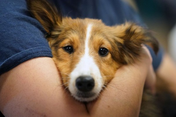 Hyaluronic acid eyedrops may help dogs fight infections more effectively Hyaluronic acid eyedrops may help dogs fight infections more effectively