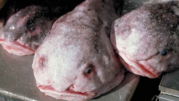 The blobfish: 'World's ugliest animal' named fish of the year in New Zealand The blobfish: 'World's ugliest animal' named fish of the year in New Zealand