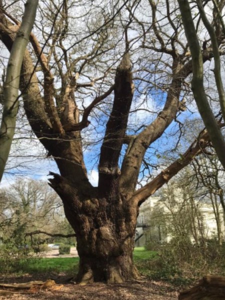 Toby Carvery criticised for felling ancient oak tree - as council reports incident to police Toby Carvery criticised for felling ancient oak tree - as council reports incident to police