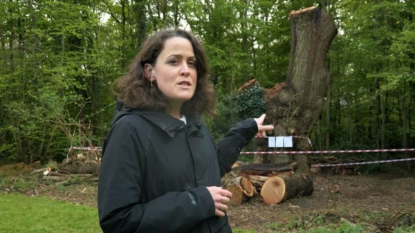 Toby Carvery criticised for felling ancient oak tree - as council reports incident to police Toby Carvery criticised for felling ancient oak tree - as council reports incident to police
