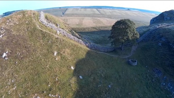 Toby Carvery criticised for felling ancient oak tree - as council reports incident to police Toby Carvery criticised for felling ancient oak tree - as council reports incident to police