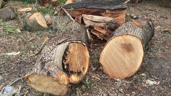 Toby Carvery criticised for felling ancient oak tree - as council reports incident to police Toby Carvery criticised for felling ancient oak tree - as council reports incident to police