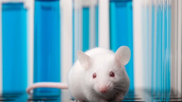 Scientists may have discovered why the pounds come back after losing weight