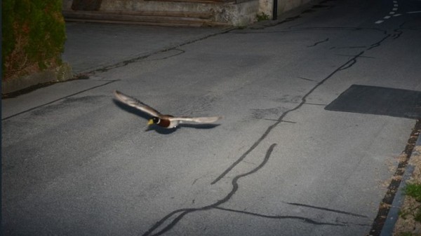 Flying duck caught on speed camera could be repeat offender Flying duck caught on speed camera could be repeat offender
