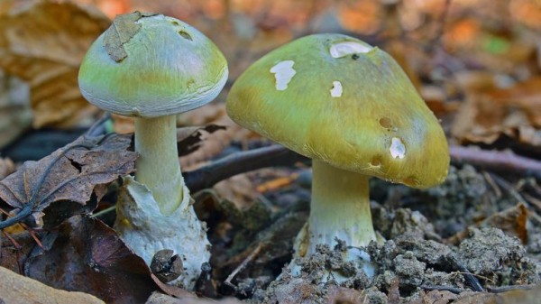 Mum in court accused of killing three people with poisonous mushrooms - what you need to know