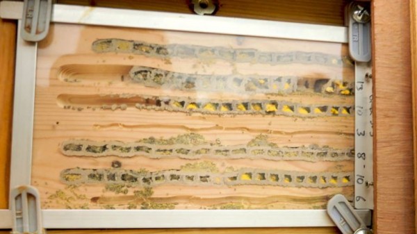 Scientists embark on crucial study to save Britain's bees Scientists embark on crucial study to save Britain's bees