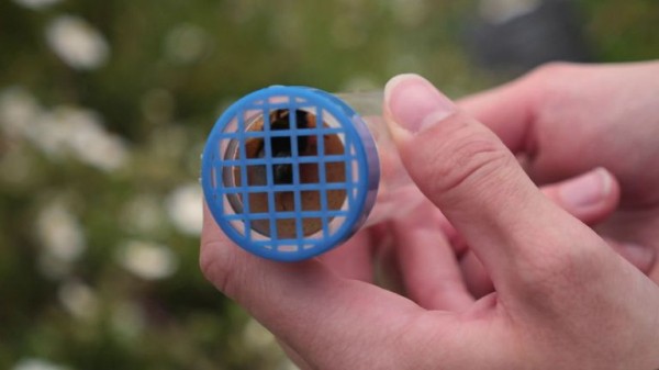 Scientists embark on crucial study to save Britain's bees Scientists embark on crucial study to save Britain's bees