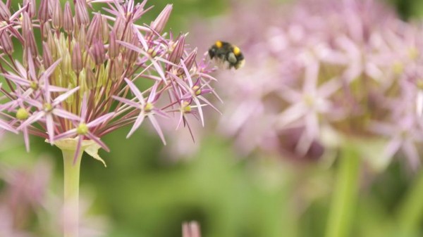 Scientists embark on crucial study to save Britain's bees Scientists embark on crucial study to save Britain's bees