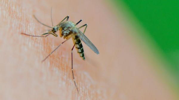 West Nile virus found in UK mosquitos for first time West Nile virus found in UK mosquitos for first time