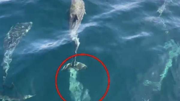 What do dolphins get up to beneath the waves? Their poo has the answers What do dolphins get up to beneath the waves? Their poo has the answers