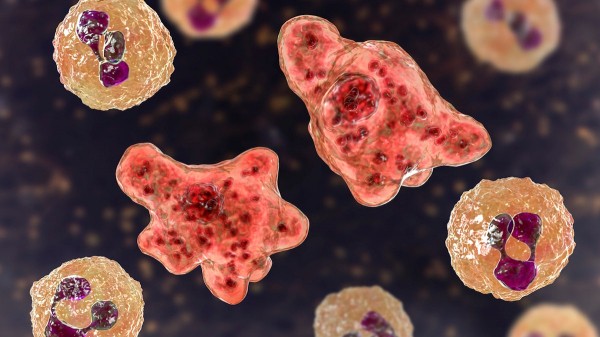 Woman dies of brain-eating amoeba after using tap water in nasal rinse device Woman dies of brain-eating amoeba after using tap water in nasal rinse device