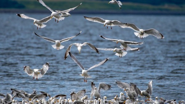 Calls for Scotland-wide seagull summit amid warnings someone could be killed Calls for Scotland-wide seagull summit amid warnings someone could be killed