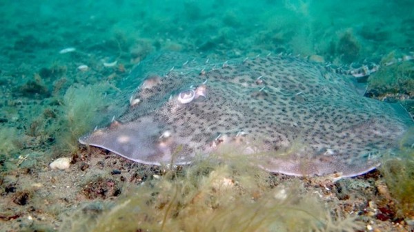 Endangered rays, sharks and native oysters 'could thrive' despite climate change, report claims Endangered rays, sharks and native oysters 'could thrive' despite climate change, report claims
