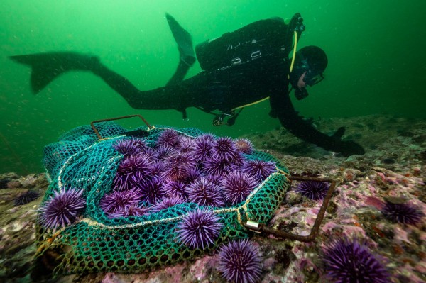 The world&rsquo;s oceans are dying. Can a UN summit in Nice turn the tide?
