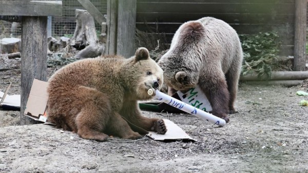 Police called as two young bears escape from wildlife enclosure in Devon - and devour honey Police called as two young bears escape from wildlife enclosure in Devon - and devour honey