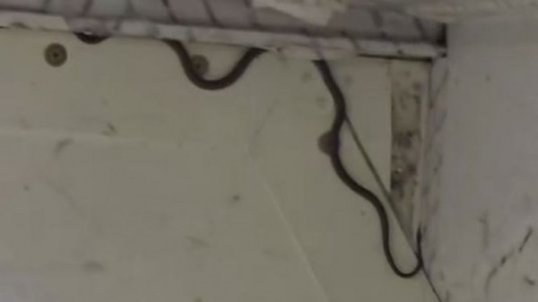 Snake captured on passenger plane - as expert reveals how it got there Snake captured on passenger plane - as expert reveals how it got there