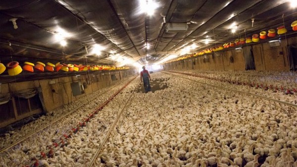 UK farmers have 'nothing more to give' as they fear govt will compromise welfare in US-UK trade deal UK farmers have 'nothing more to give' as they fear govt will compromise welfare in US-UK trade deal