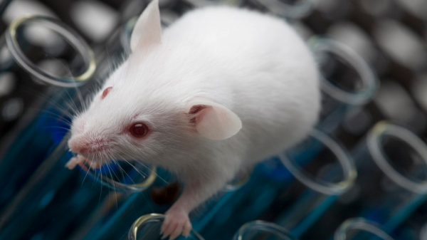 'Missing link' to Alzheimer's disease found in study of human brain tissue 'Missing link' to Alzheimer's disease found in study of human brain tissue