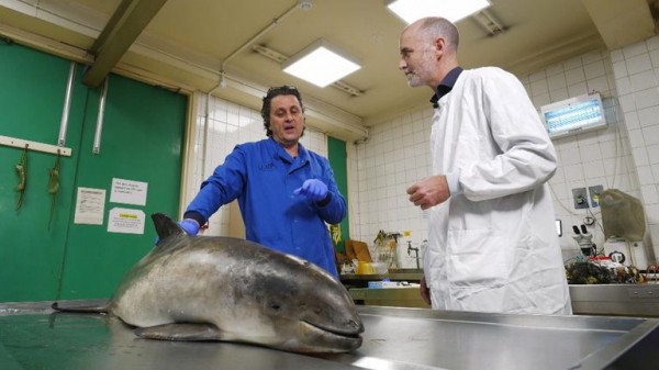 A real-world CSI for sea life: The lab investigating deaths we're all complicit in A real-world CSI for sea life: The lab investigating deaths we're all complicit in