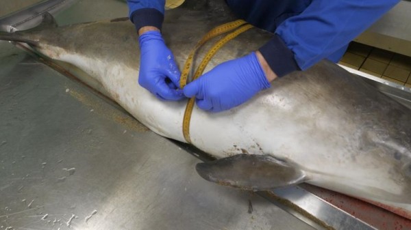 A real-world CSI for sea life: The lab investigating deaths we're all complicit in A real-world CSI for sea life: The lab investigating deaths we're all complicit in