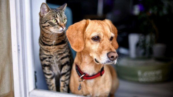 Deadly rabies cases pose public health threat across US, experts warn