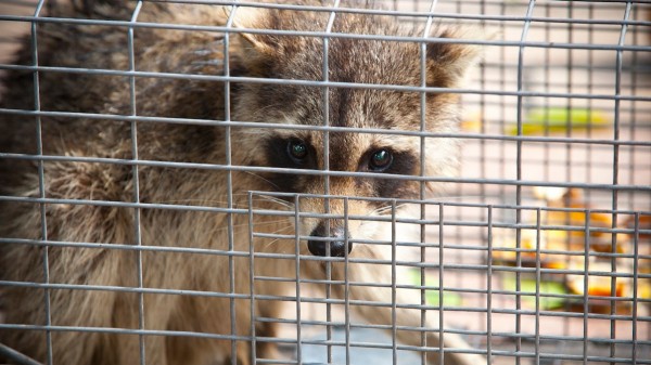 Deadly rabies cases pose public health threat across US, experts warn