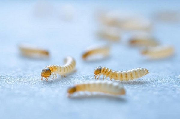 Flesh-eating New World screwworm parasite detected near U.S. border
