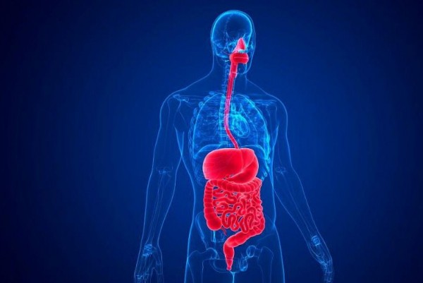 Gut muscle rhythm may explain how blood vessels in brain work together