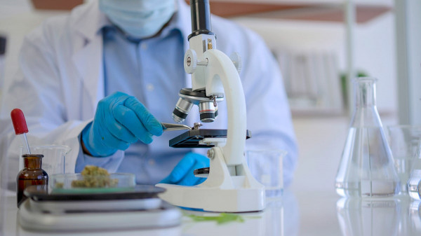 Cannabis compounds could reverse disease affecting one-third of adults Cannabis compounds could reverse disease affecting one-third of adults